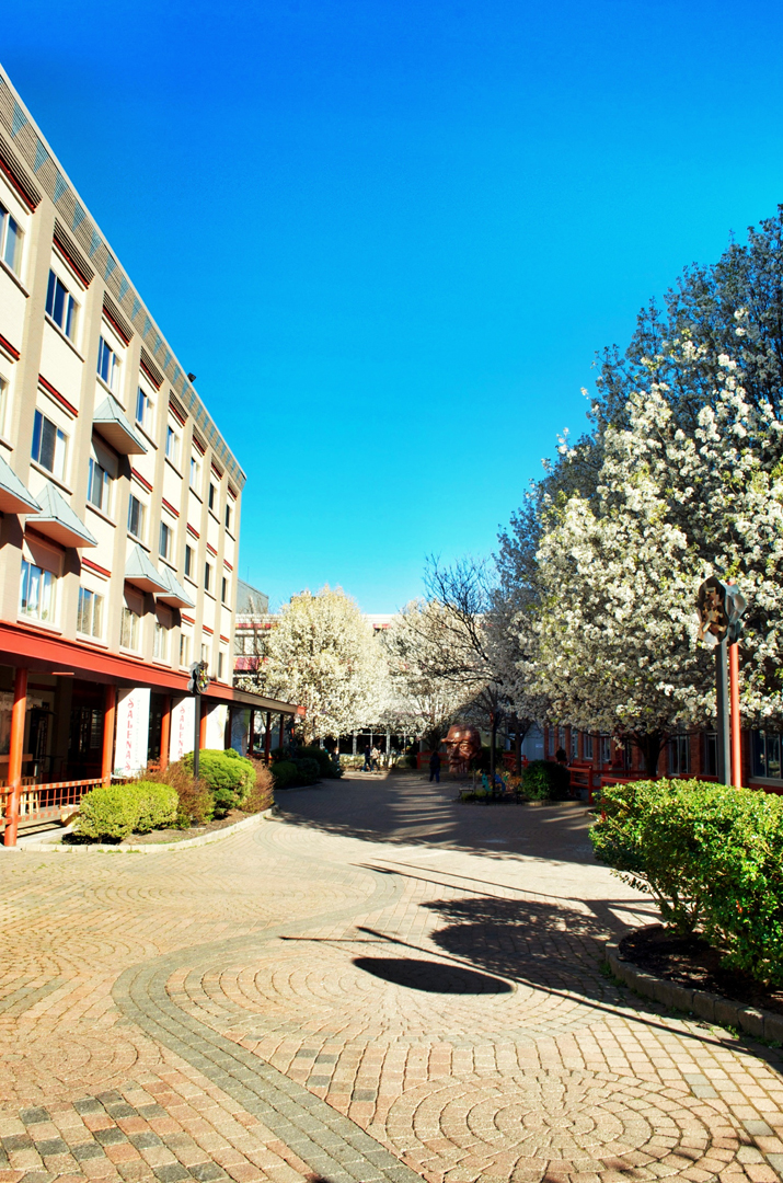 Courtyard Blossoms