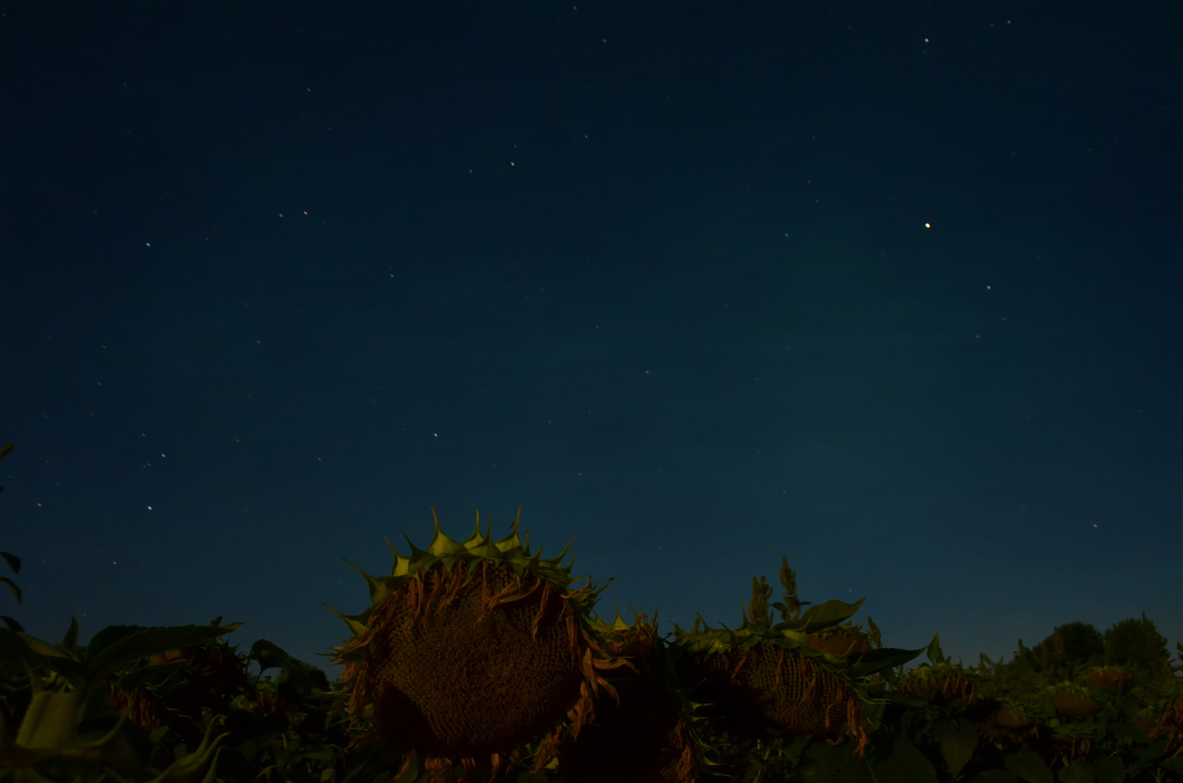 Large Sunflower at Night